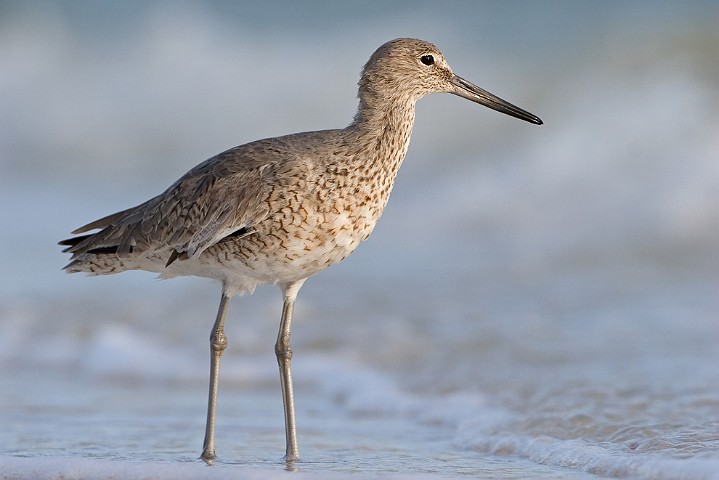 Schlammtreter Catoptrophorus semipalmatus Willet